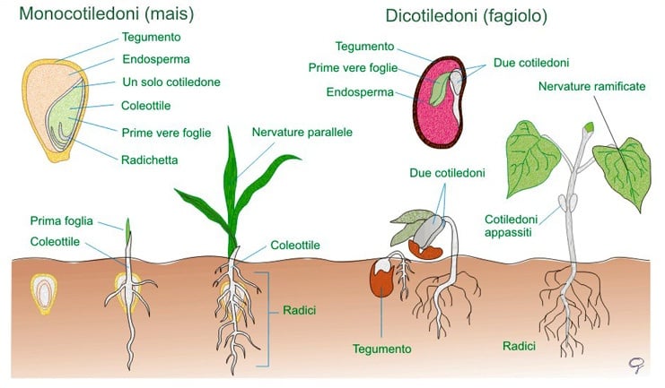 Preparazione-letto-di-semina-germinazione0.jpg