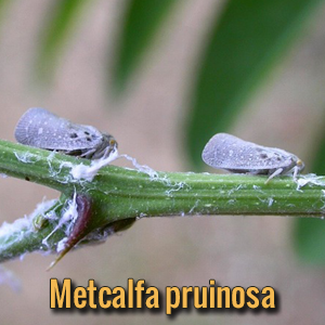 alien-parasites-Metcalfa-pruinosa