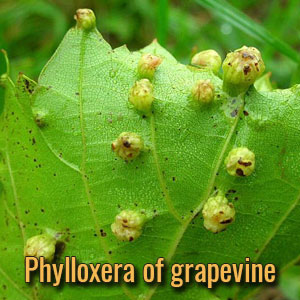 alien-parasites-Phylloxera