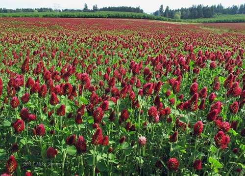 stanchezza-del-terreno-cover-crop-trifoglio.jpg