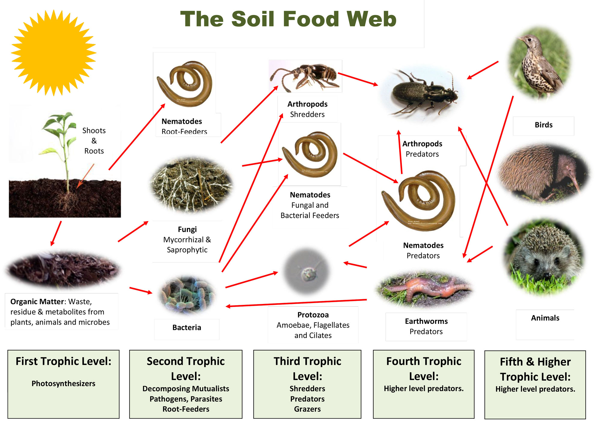 stanchezza-del-terreno-soil-food-web.jpg