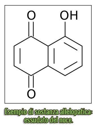 stanchezza-del-terreno-sostanza-allelopatica.jpg