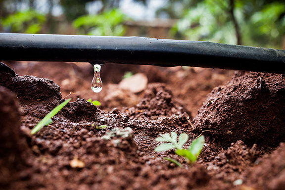 water-saving-drip-irrigation-in-kenya