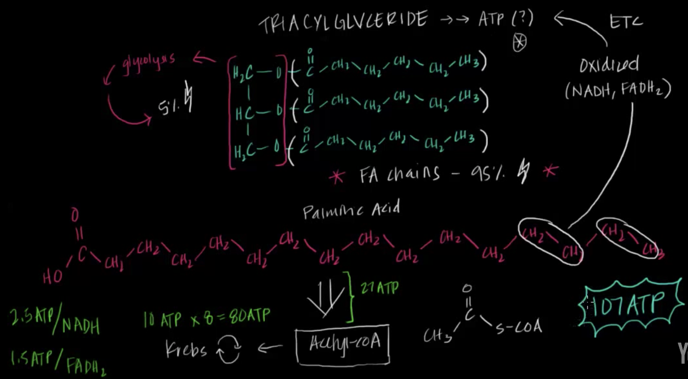 fatty acid metabolism