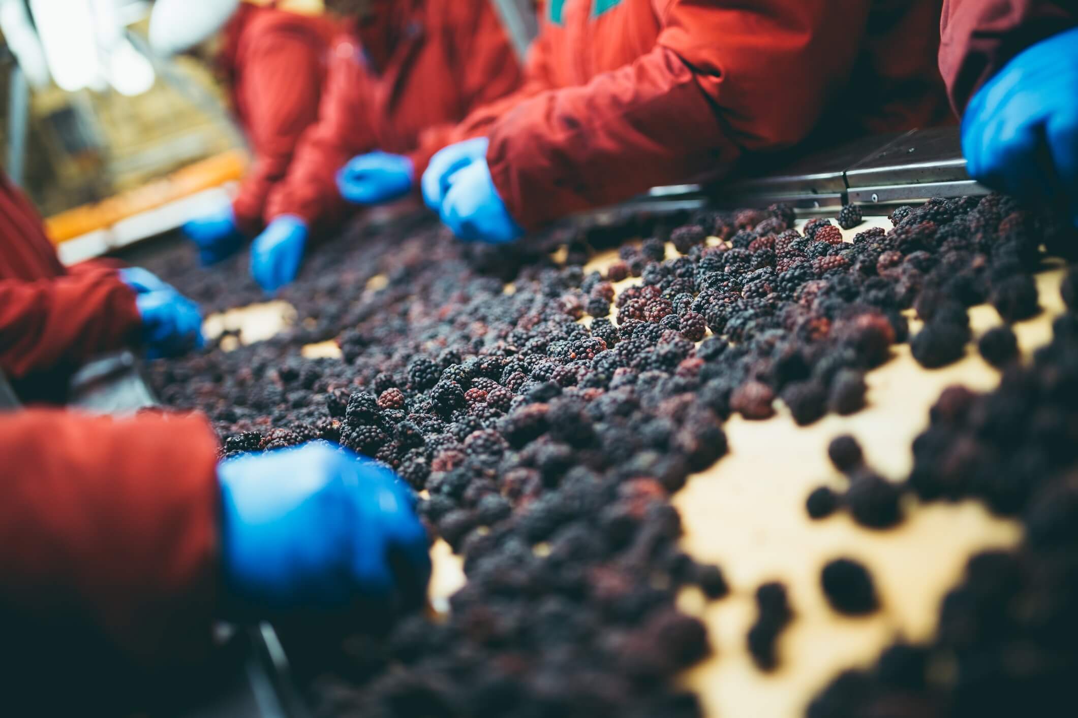 Disposable Gloves Sorting Berries Fruit