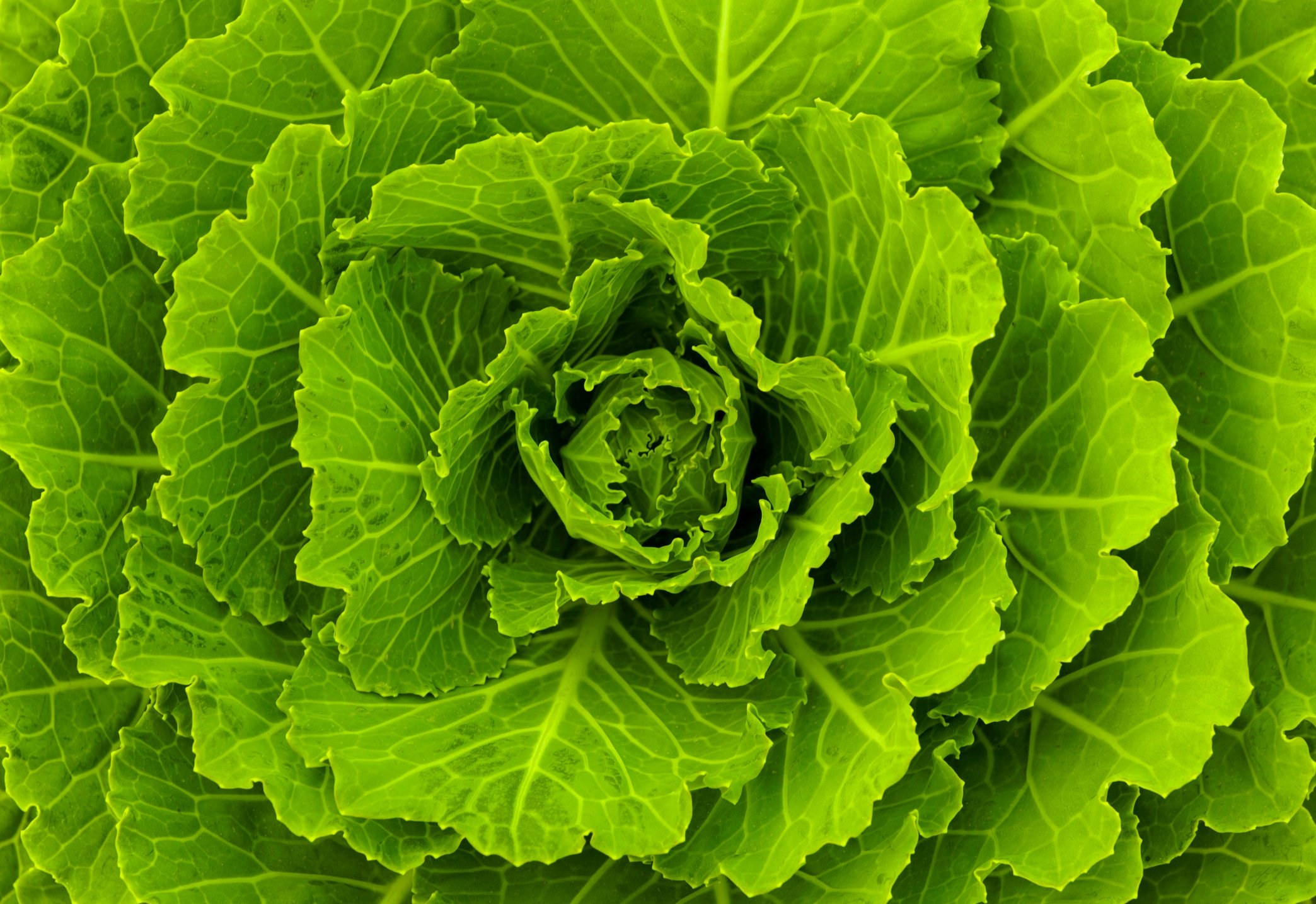 Cabbage leaves