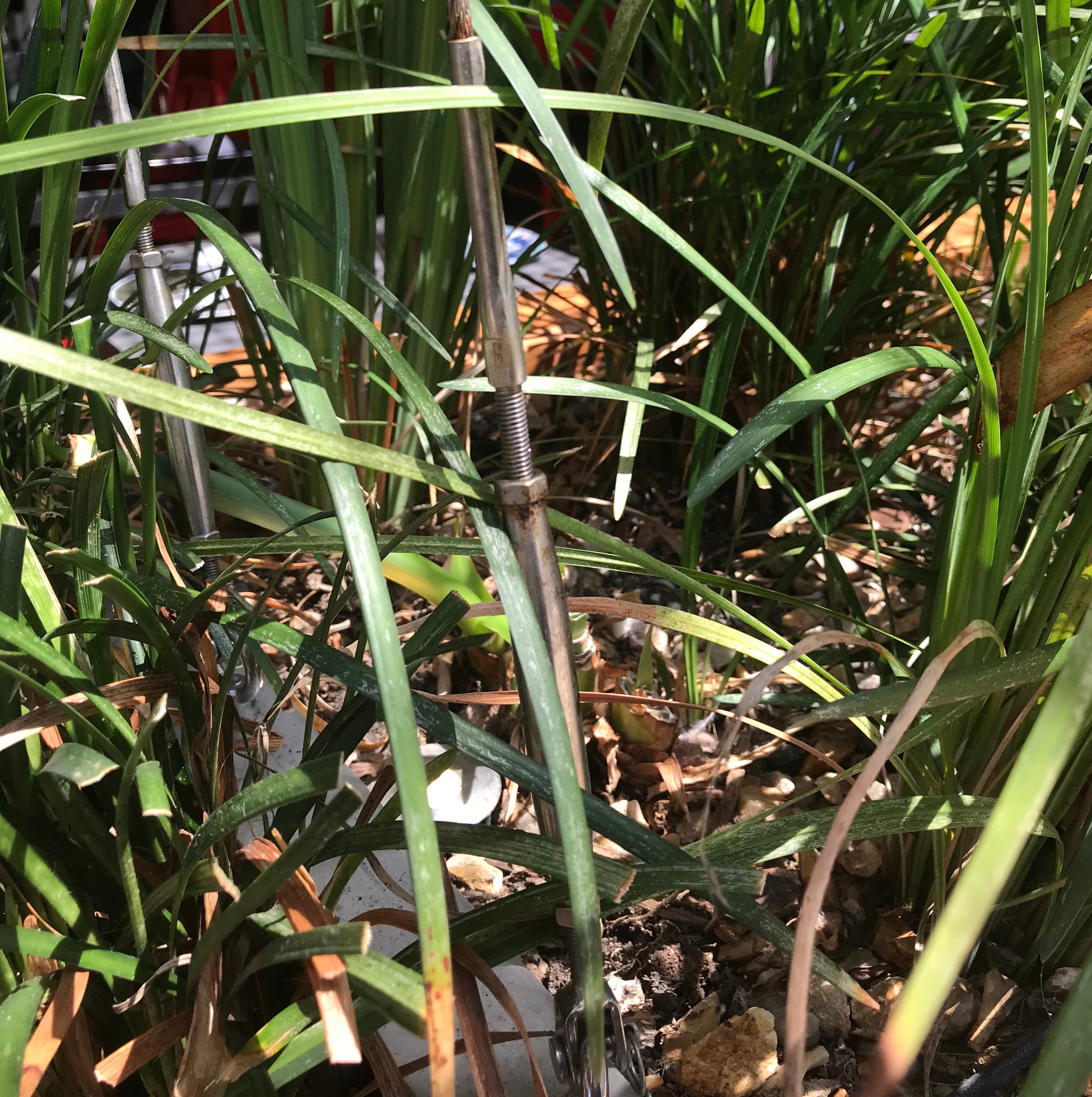 competitor bottlescrew.jpg