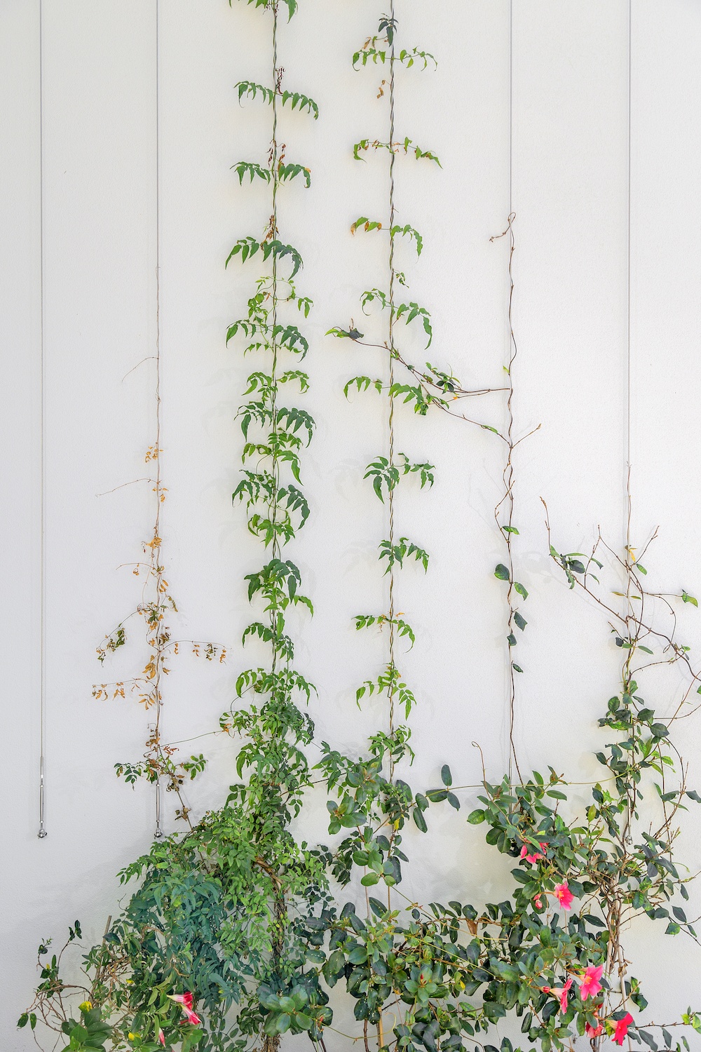 garden wire trellis vertical.jpg