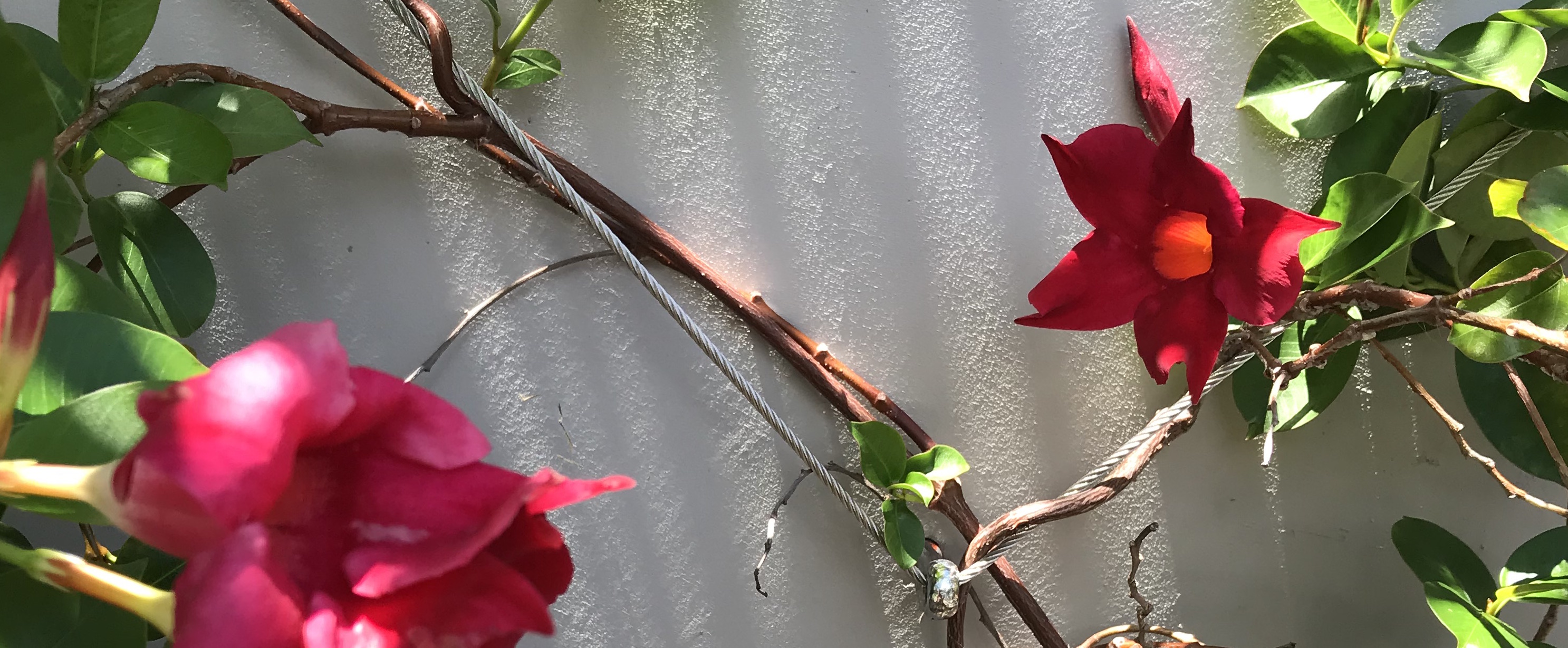 green wall vertical garden.jpg