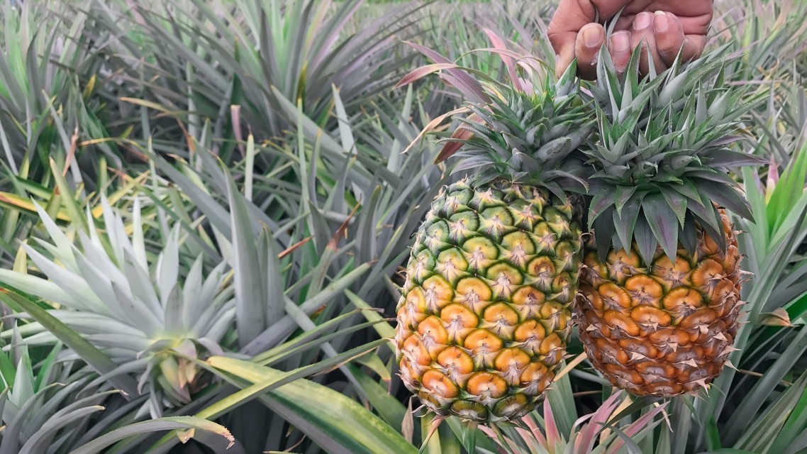 The Future of Sustainable Fashion Trends & Pineapple leaves