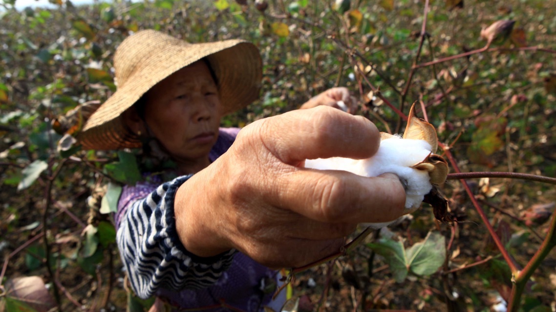 Continued cotton production is inhibiting sustainable fashion