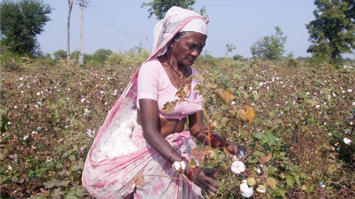 The effects of conventional cotton