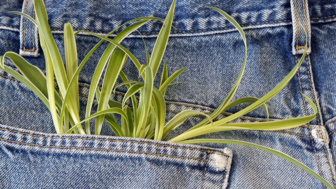 grass in pockets sustainable apparel