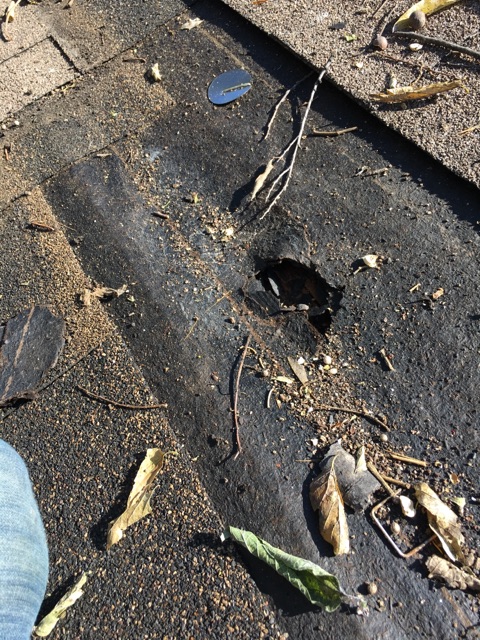 A close-up of a worker inspecting a hole in exposed roof underlayment covered in leaves and debris.
