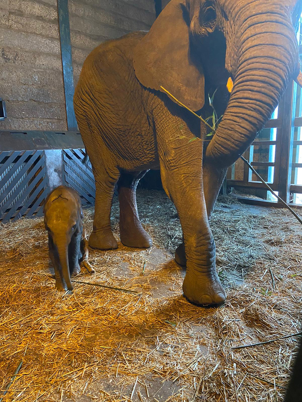 Elephant Birth Is Early Christmas Present For Howletts Wild Animal Park Team