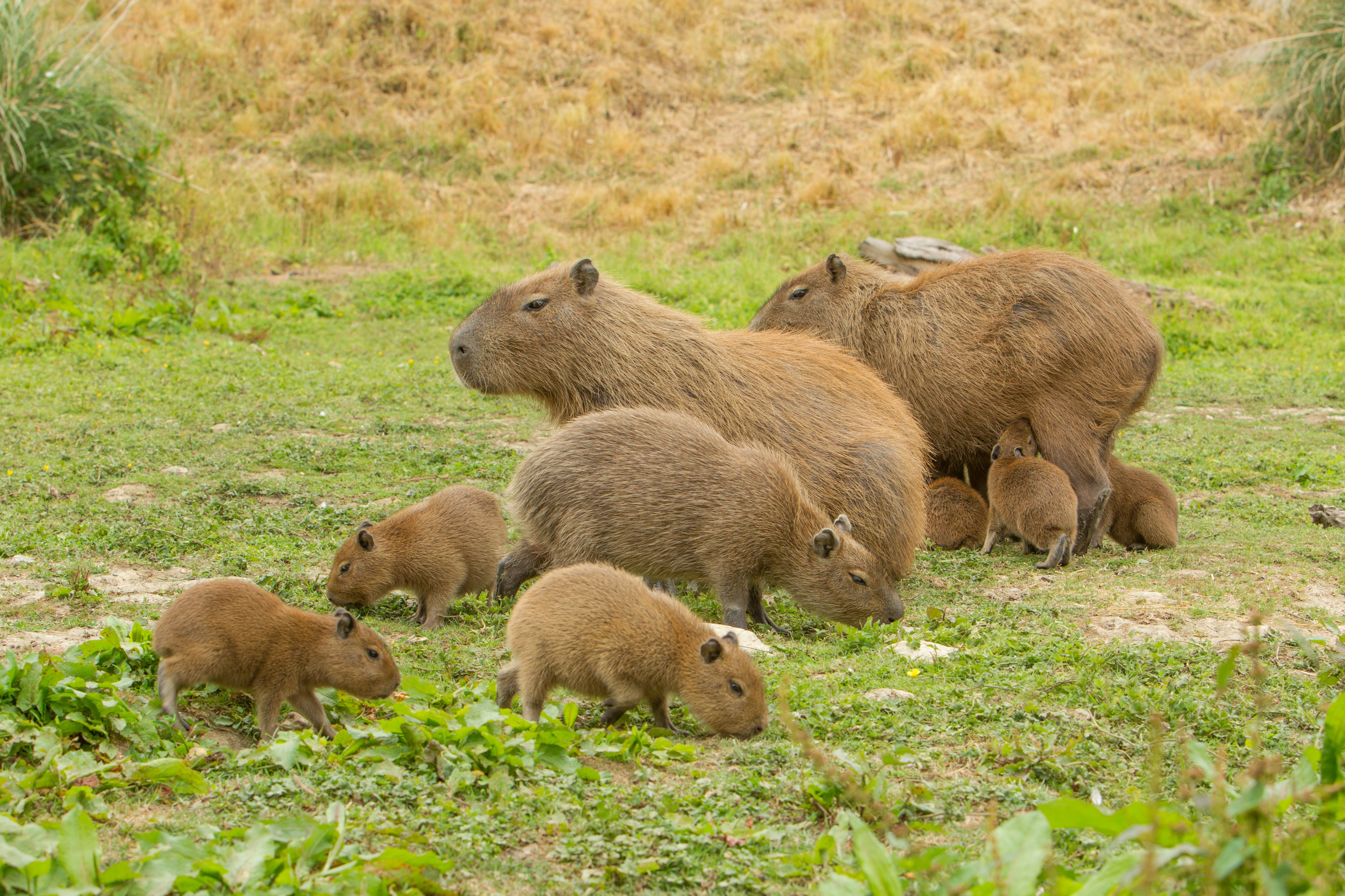 Capybara Baby Boom At Port Lympne Hotel & Reserve