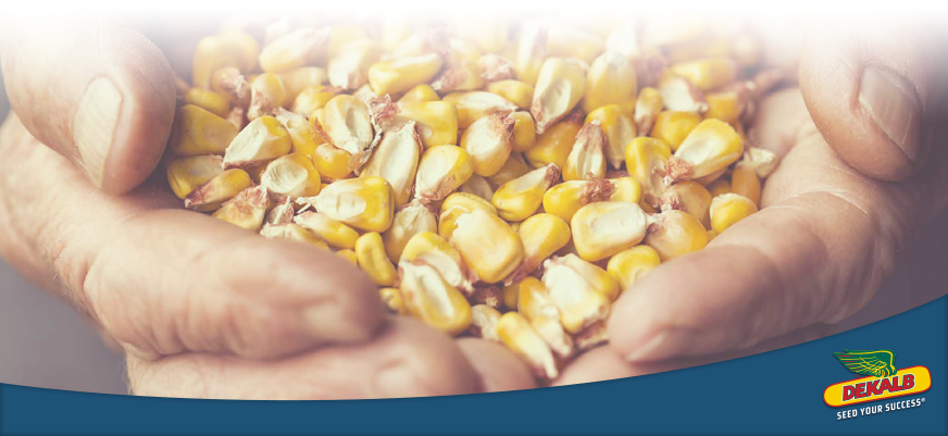 Harvest Strong