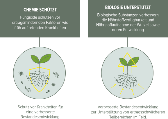 Wirkungsweise der Beizkombination Acceleron