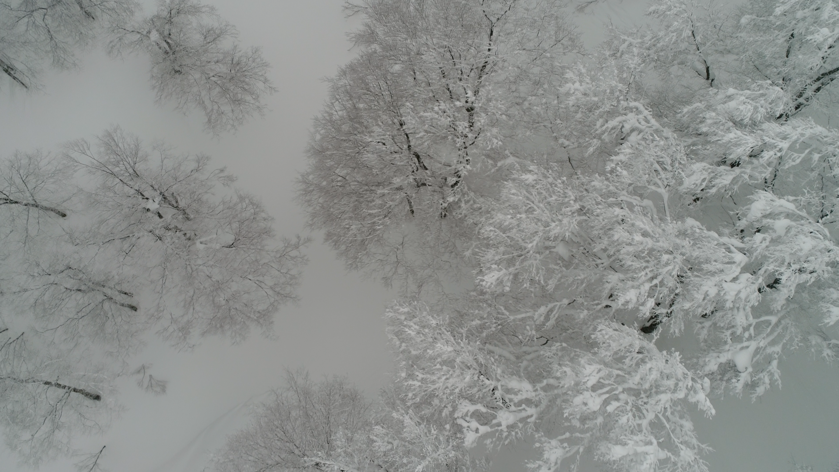 Snowy tree canopy in Cortina, Hakuba
