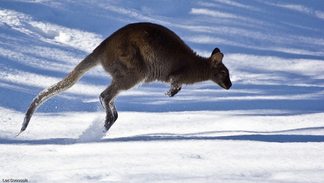 Kangaroo In Snow.jpg