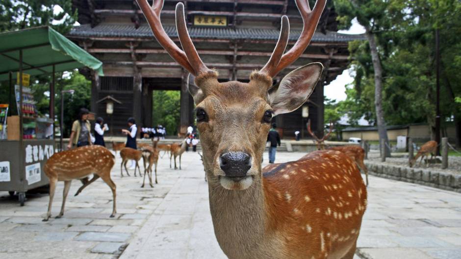 Nara.jpg