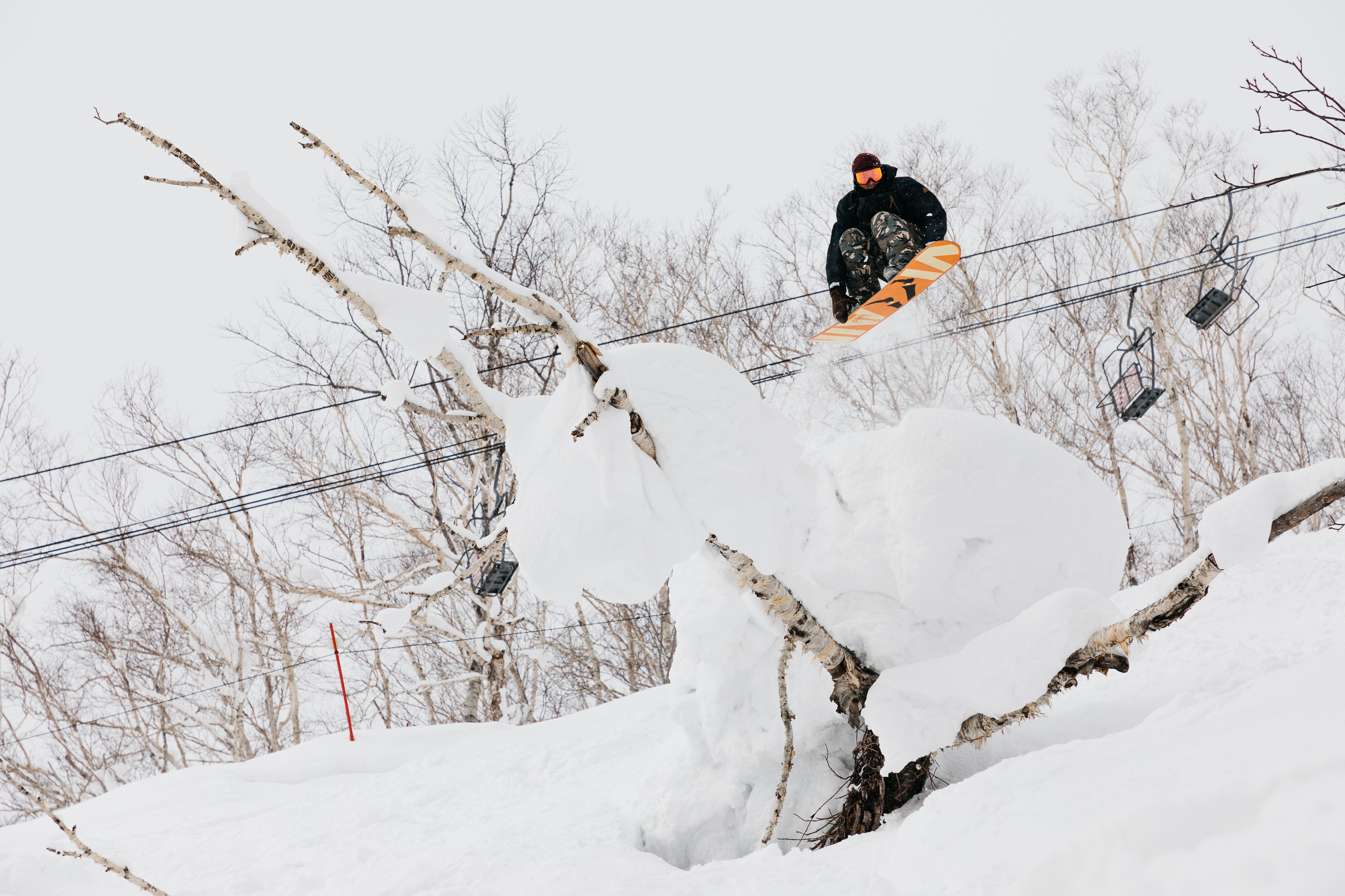 Niseko Tree Feature - Niseko PhotographyMatt Wiseman