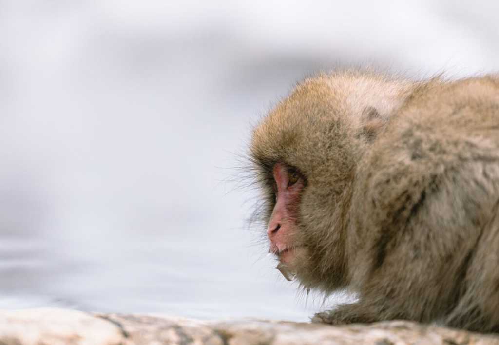 one-monkey-looking-1024x708