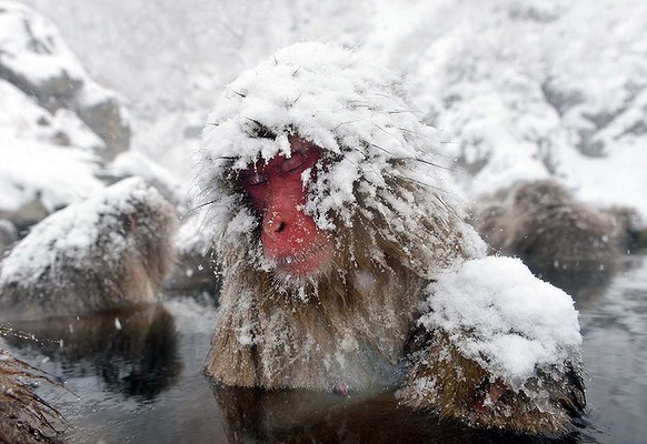 port-Snow-Monkeys-Japan-20-11-600x400.jpg