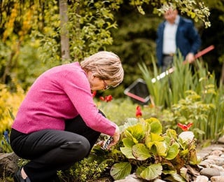  Older adult woman gardening with spouse.