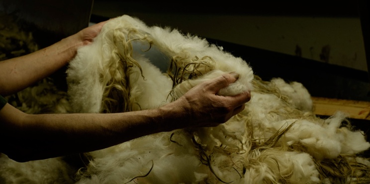 person pulling thick clump of sheep wool apart 