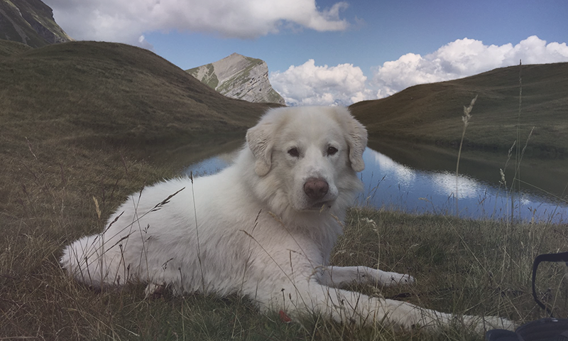 TDF Boogie Alpes vignette