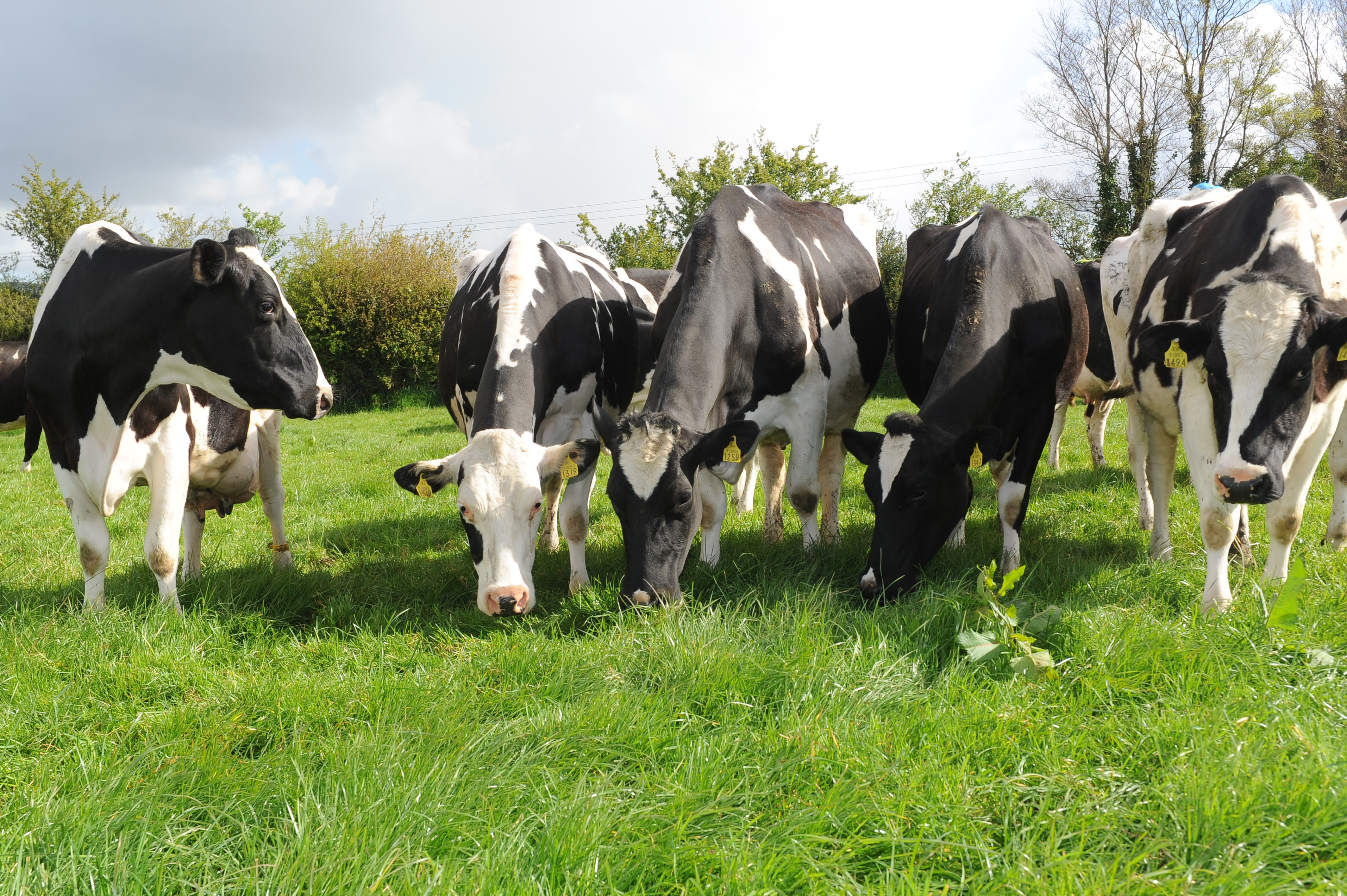 herdwatch cows