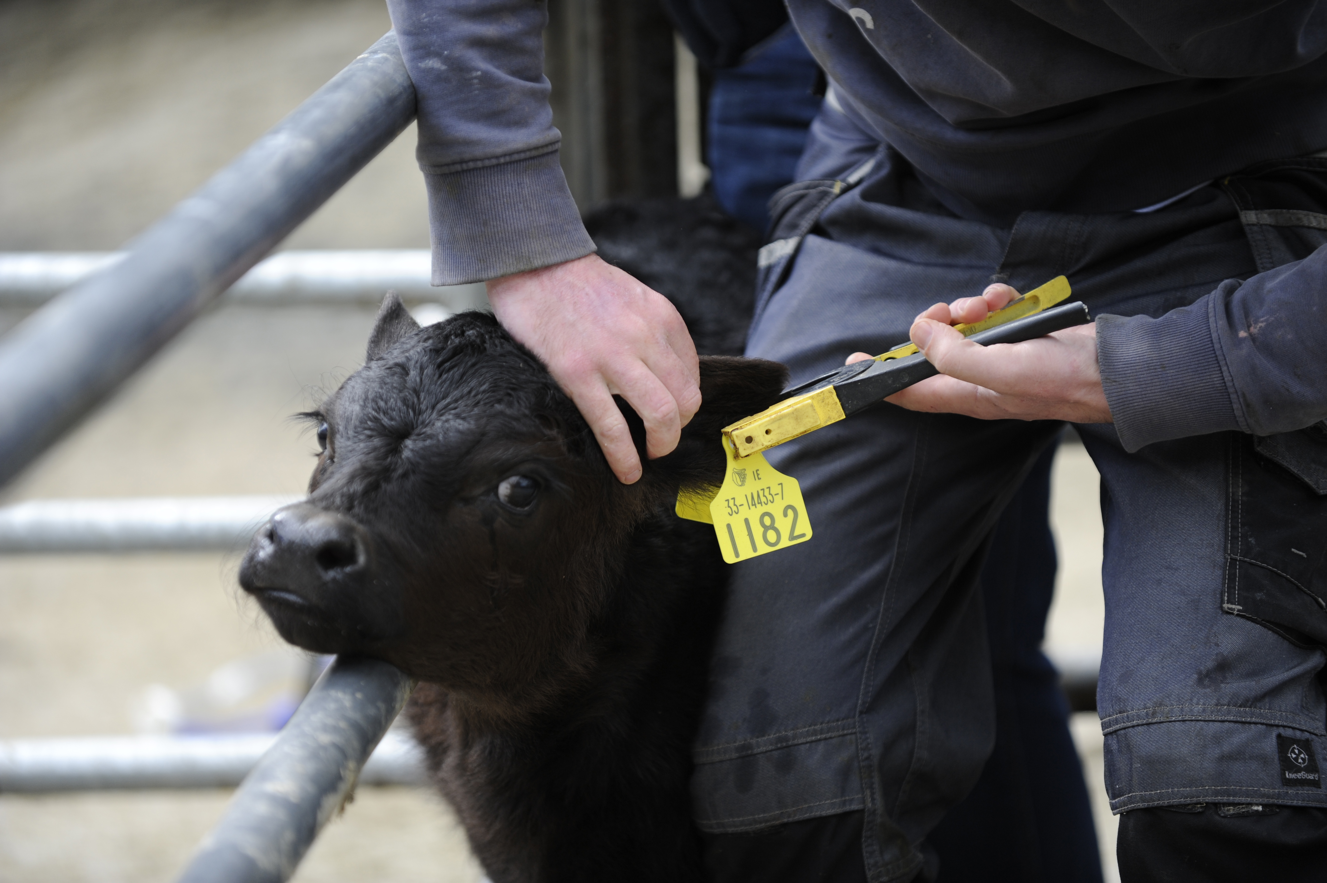 Tagging calves herdwatch