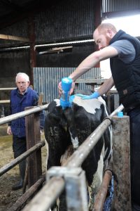Tail painting helps shorten your calving spread