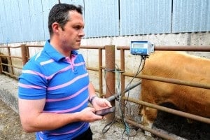 Weighing Cattle in Herdwatch