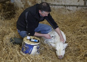 Declan Buttle calf remedies using Herdwatch