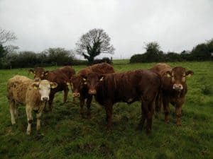 Weanlings out in grass 