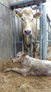 FSZ Springer with ZAG calf