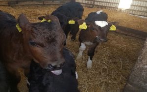 Calves ready for vaccination