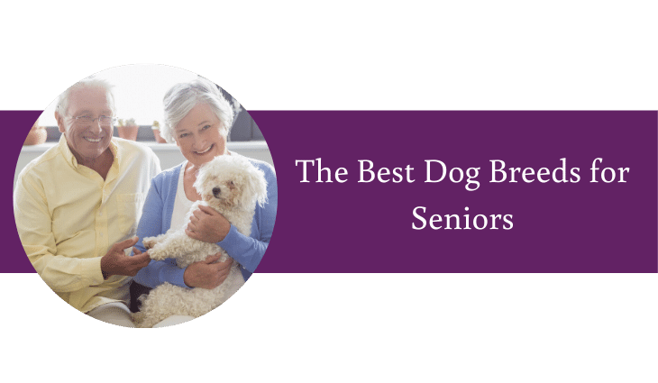 best designer dogs for seniors