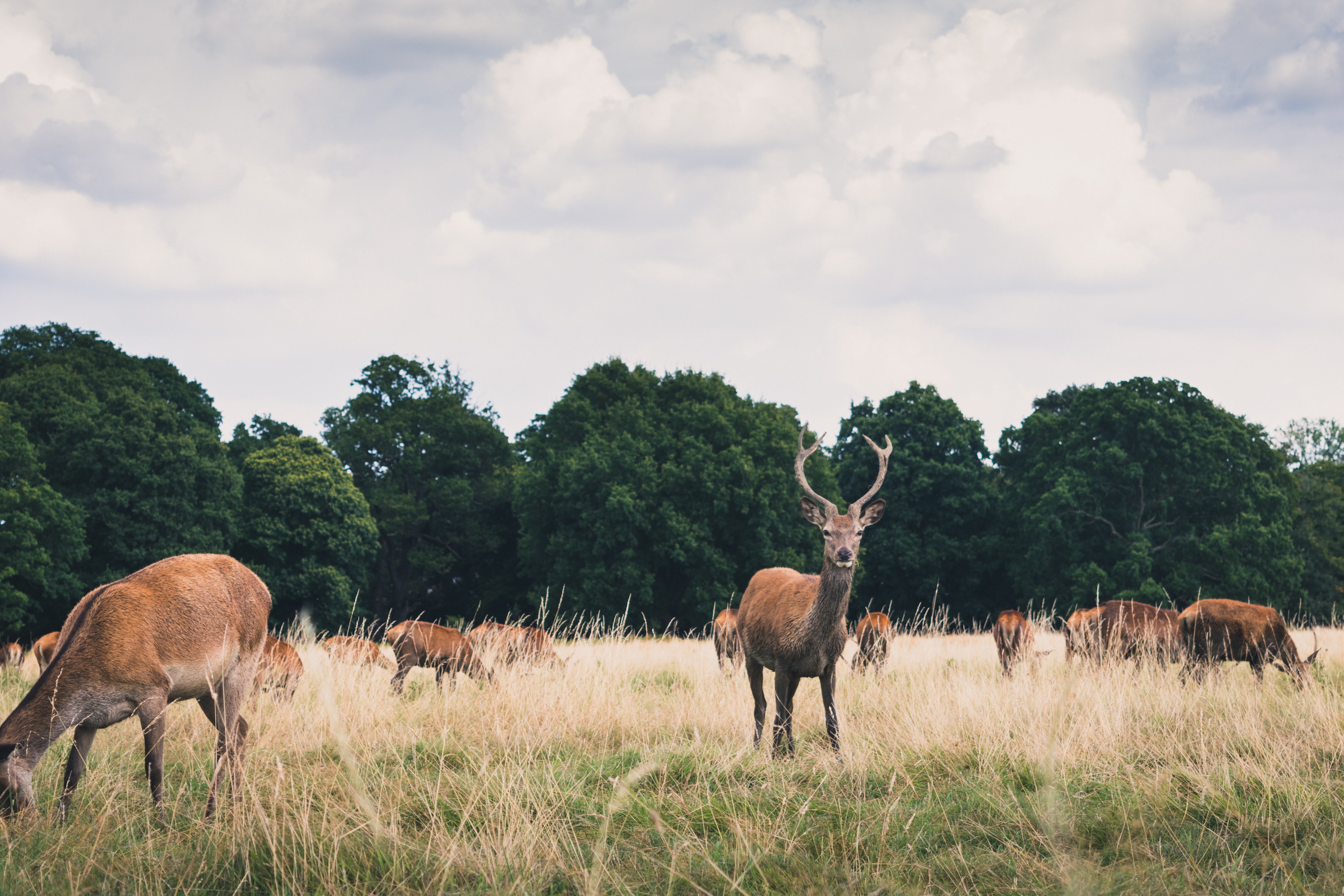 deer in the park