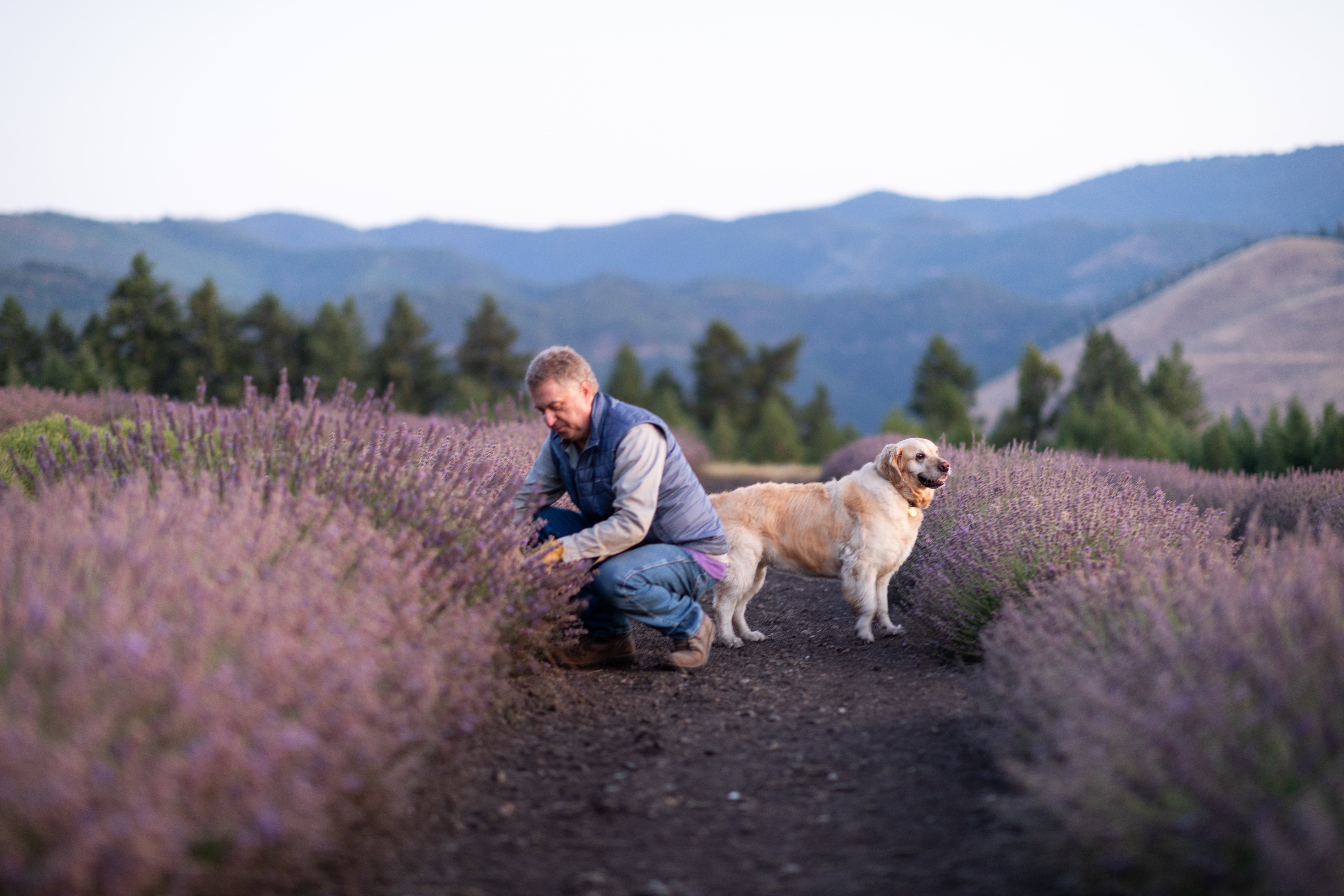 Distiller and his dog in a lavender field