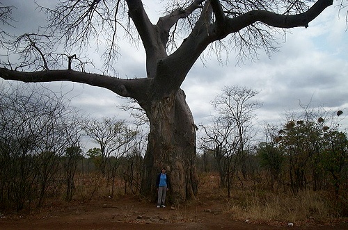 baobab seed oil
