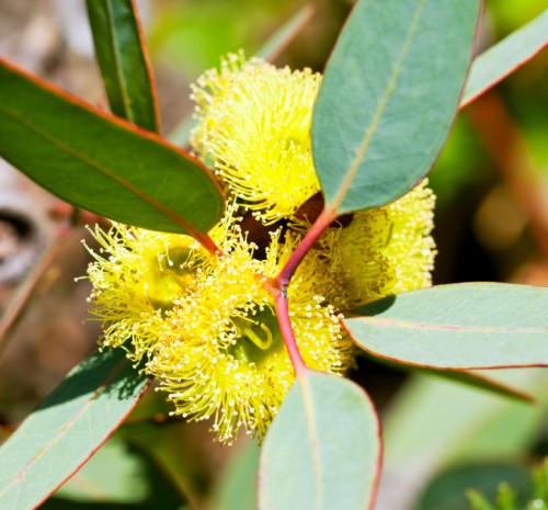 Eucalyptus  flower