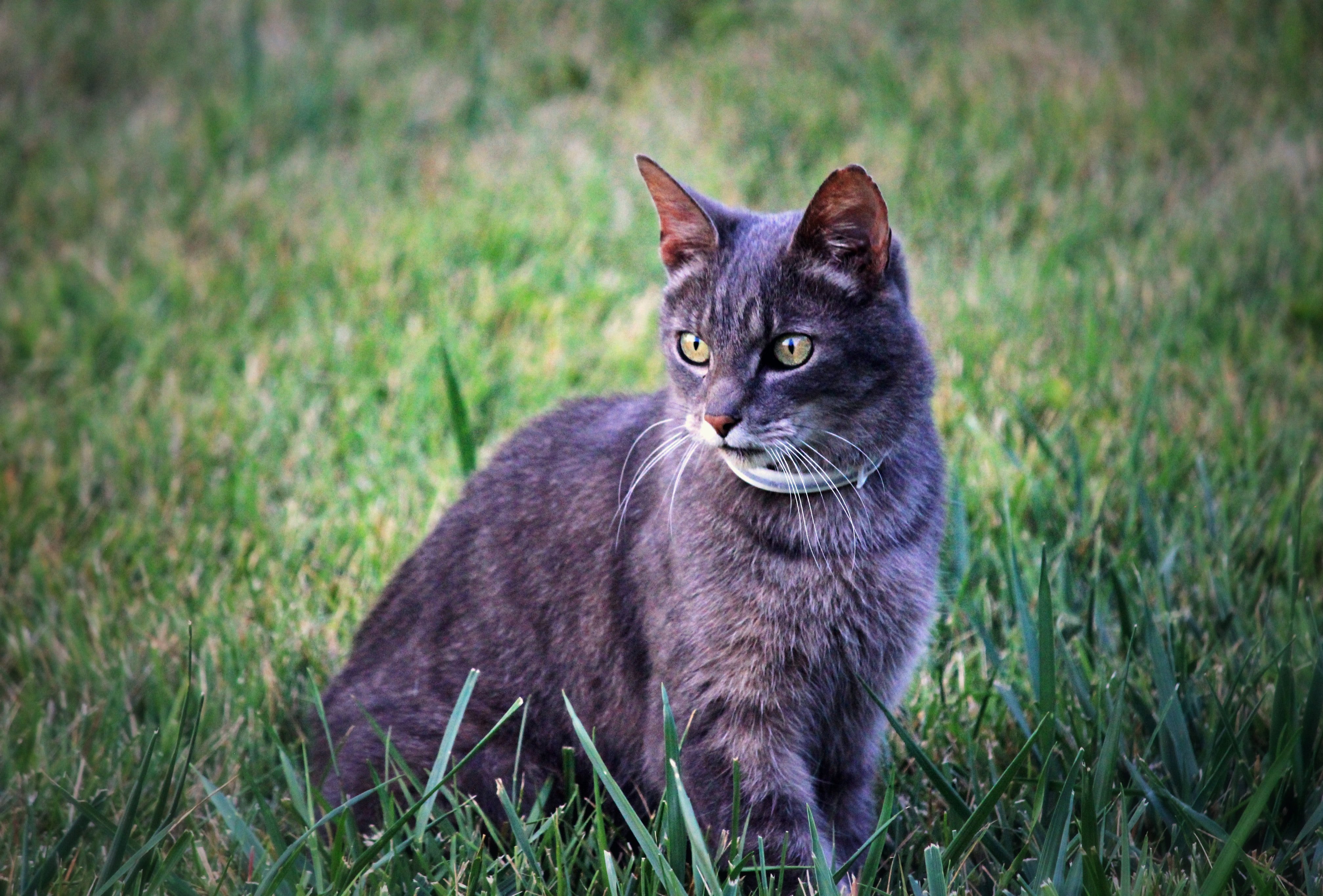 Cat photo by Sheri Hooley from Unsplash