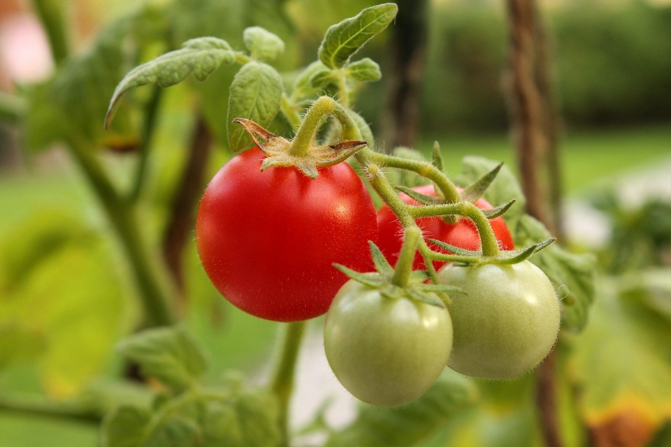 Companion Planting with Land Cress for Natural Caterpillar Control