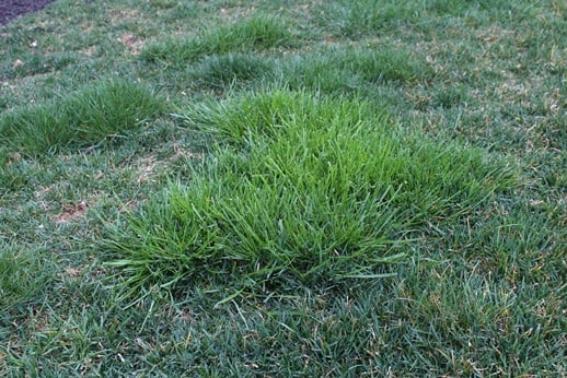 grass in lawn
