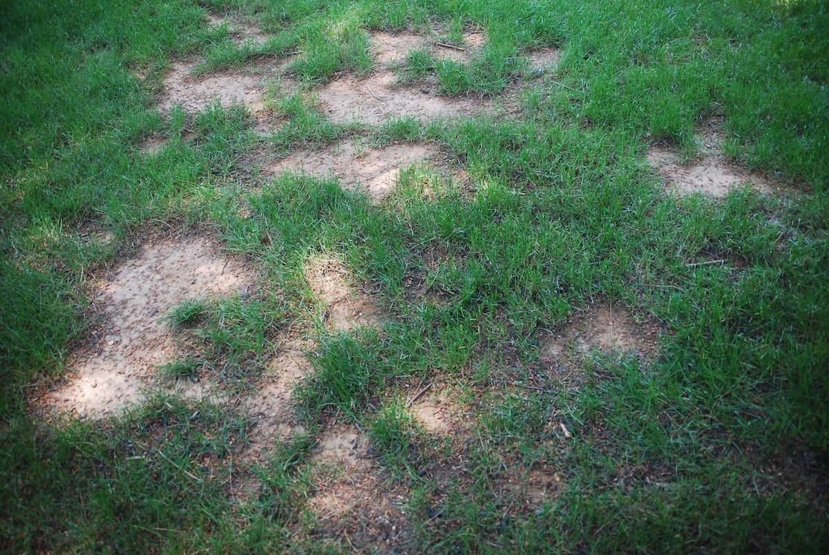 bare-spots-in-lawn-4.jpg