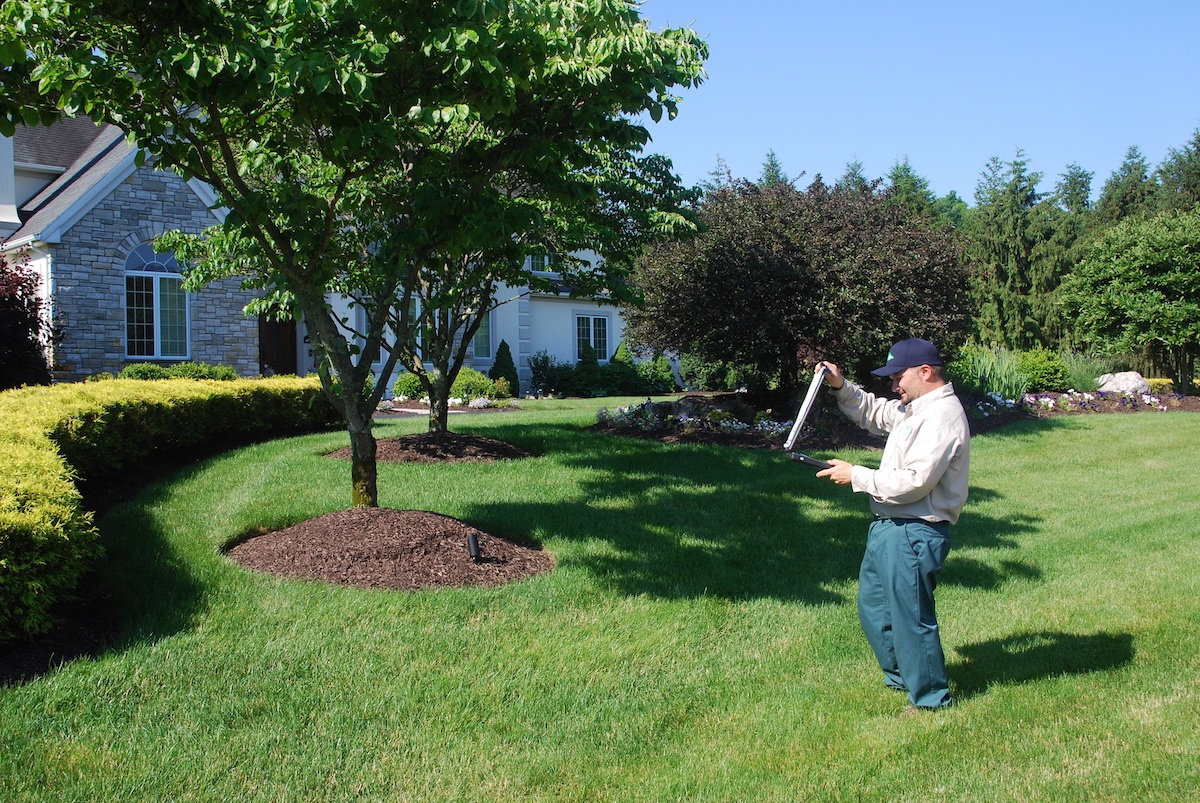 Should you remove that tree from your yard? Here's what an expert says