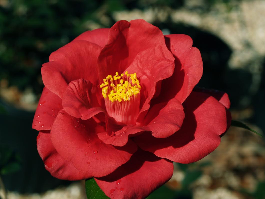 royal velvet